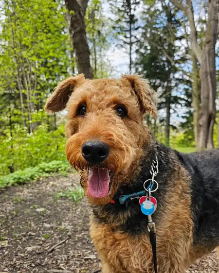An Airedale terrier mid-smile in the woods