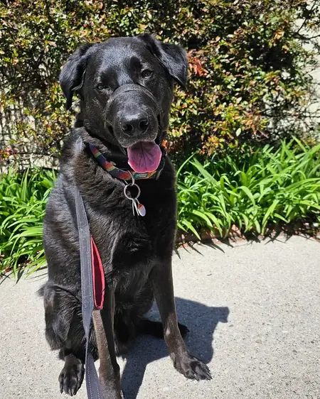 Cooper the black Lab smiling in a spring garden