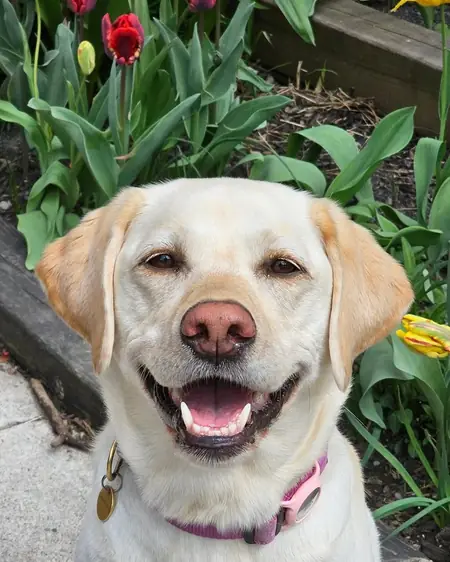 Dolly the yellow Lab beaming a huge open-mouthed smile in the garden