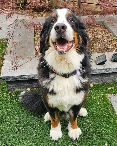 A Bernese mountain dog mid-smile, sitting on the back deck